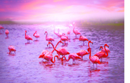 Follow the flamingo