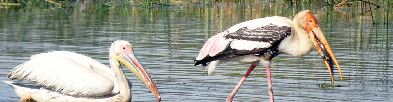 Territorio e biodiversità